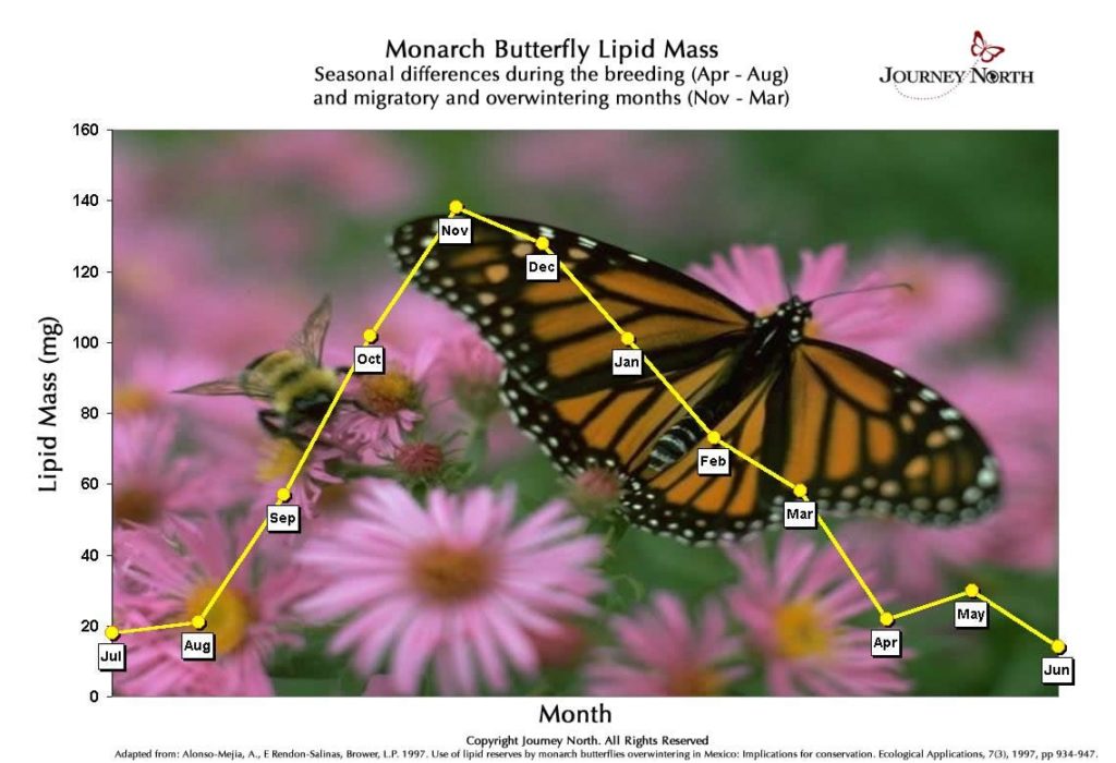 How to Raise and Release Monarch Butterflies? Weather and Annual Monarch Migration