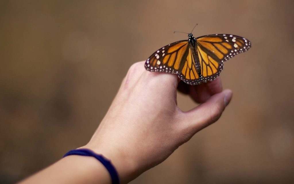 How to Raise and Release Monarch Butterflies? Weather and Annual Monarch Migration