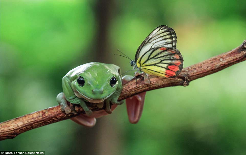 What Animals Eat Butterflies? (10 Examples + Pictures) 23 Animals That Eat Butterflies