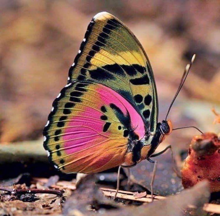 Hawaiian Butterflies: A Visual Symphony of Tropical Elegance and Natural Wonder