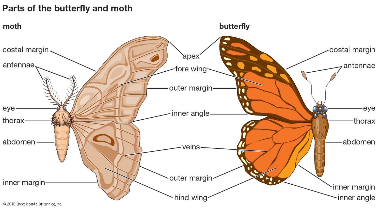 what-do-butterflies-use-their-antennae-for-the-hidden-language-of