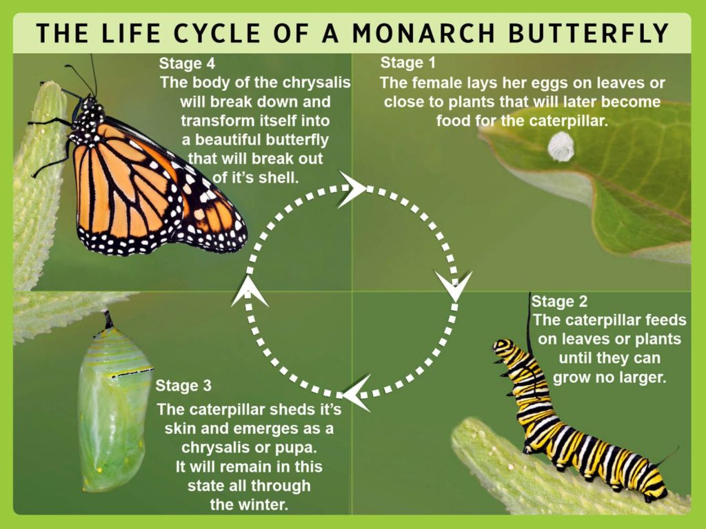 Butterfly Eggs: What They Look Like & How To See Them