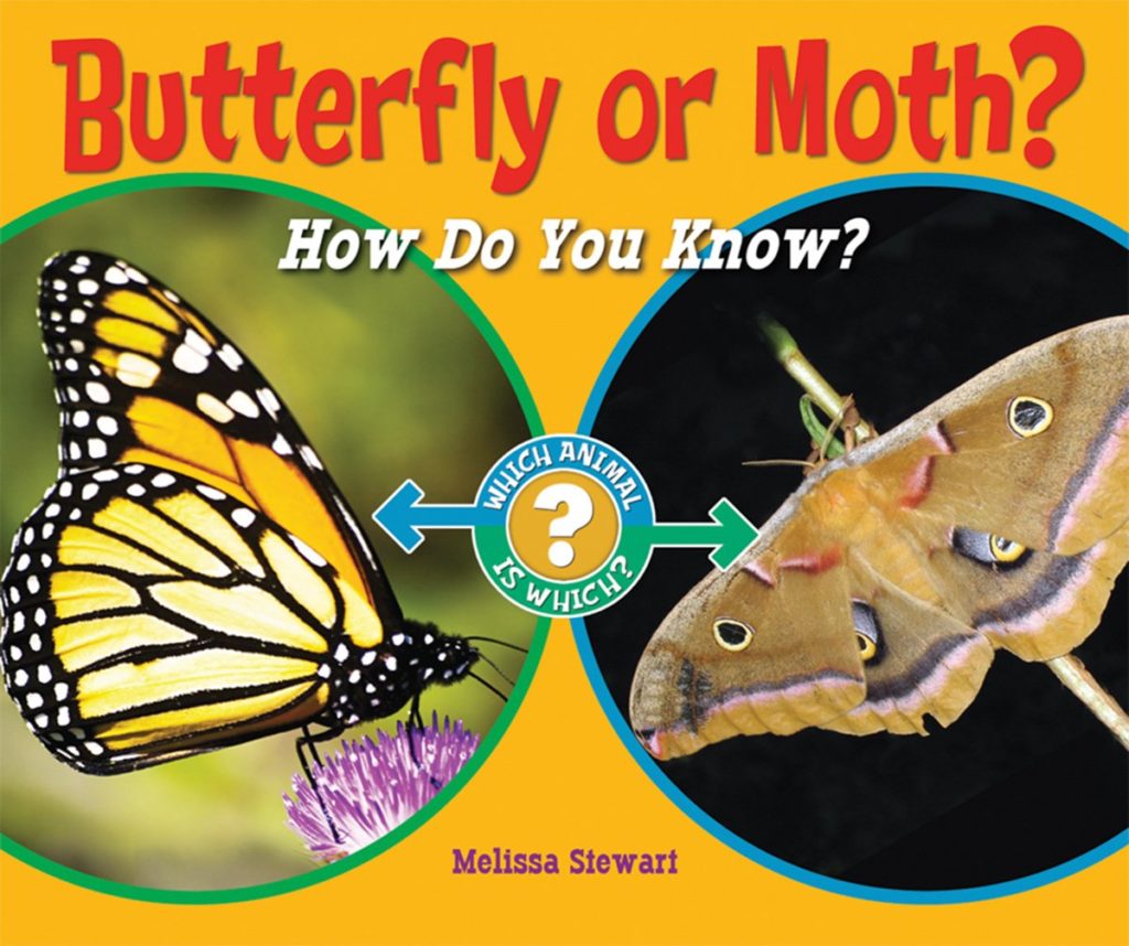 Do Butterflies Bite? How do They Protect Themselves? Fascinating Answers to Questions about Butterflies and Moths