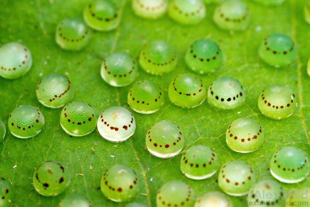 Butterfly Eggs: What They Look Like & How To See Them