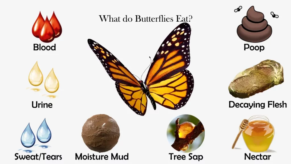 Do Butterflies Drink Blood? True Or False! 10 Surprising Butterfly Facts