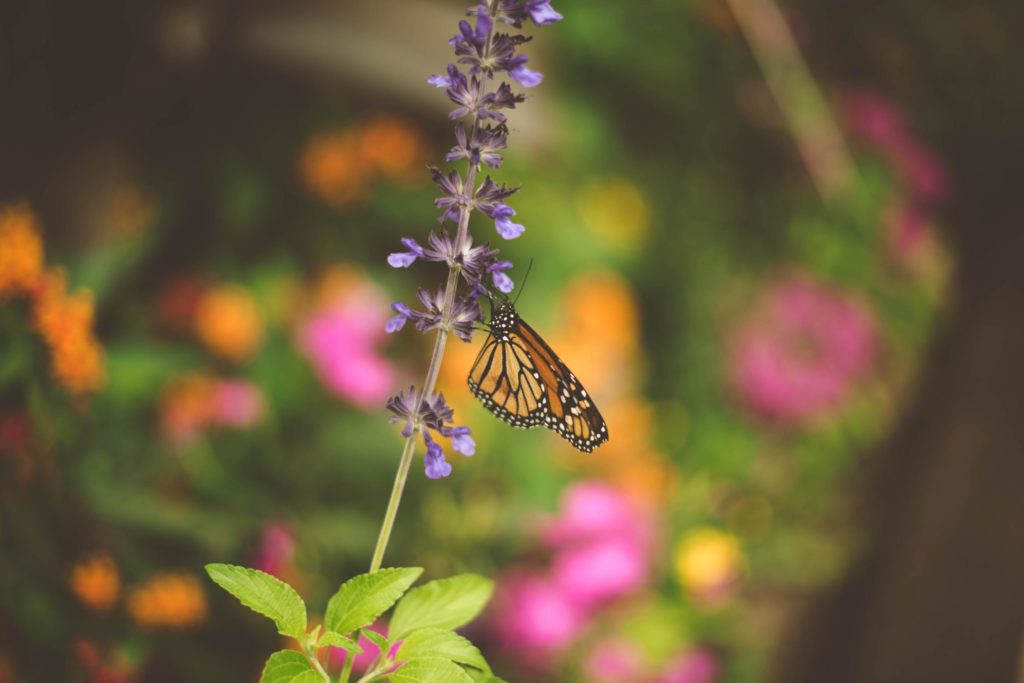 Does Salvia Truly Attract Butterflies in Your Garden?