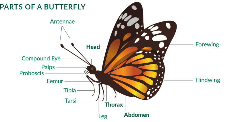 Butterfly: How Many Eyes Do Butterflies Have? What do They See ...