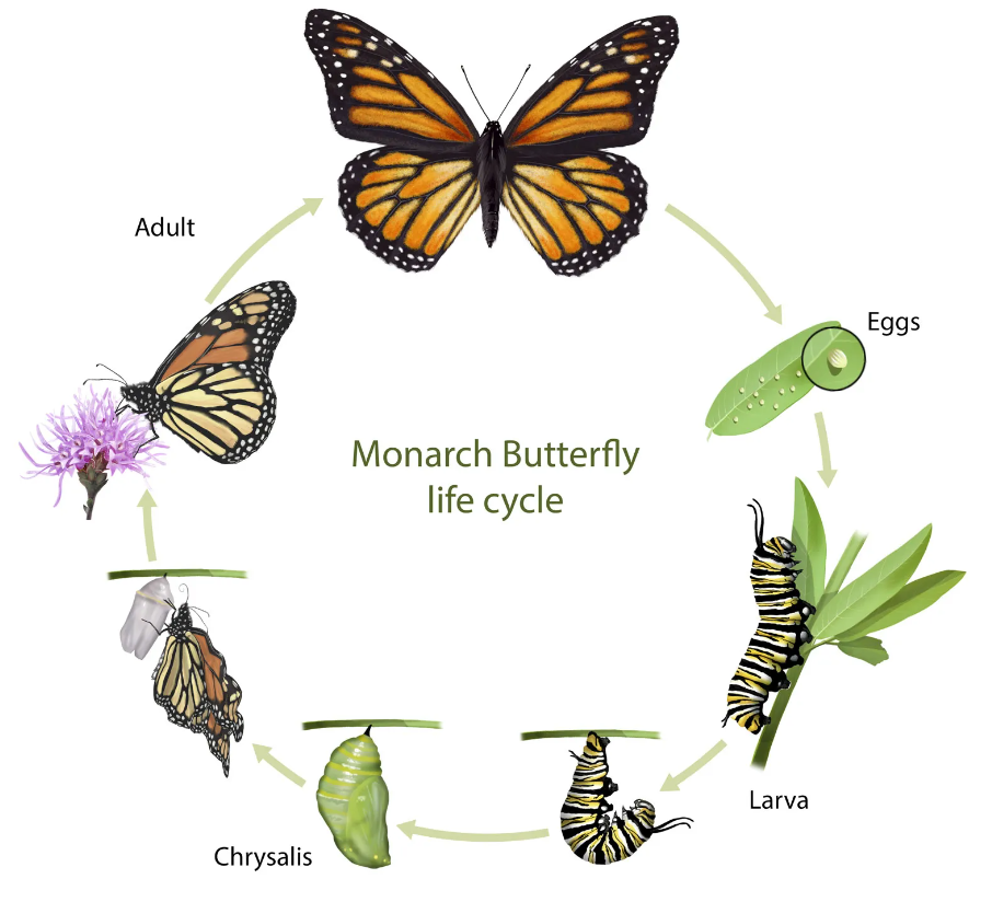 From Caterpillar to Butterfly: Exploring the Enchanting Life Cycle of Butterflies