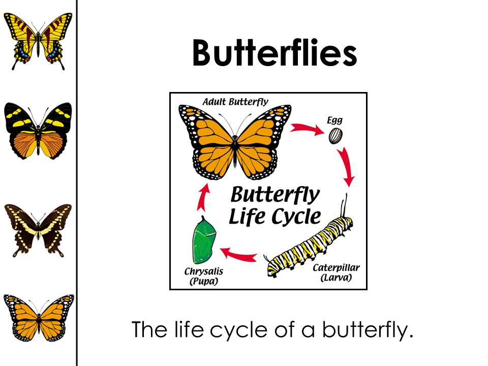 From Caterpillar to Butterfly: Exploring the Enchanting Life Cycle of Butterflies