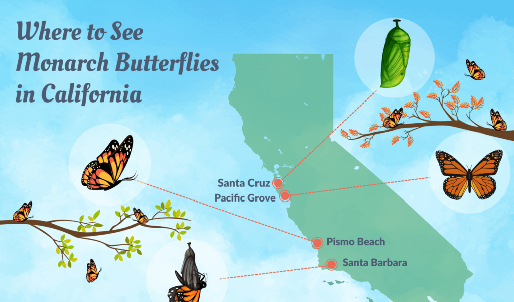 Where To See The Monarch Butterflies In California - Monarch Butterfly Migration Map California - Printable Maps