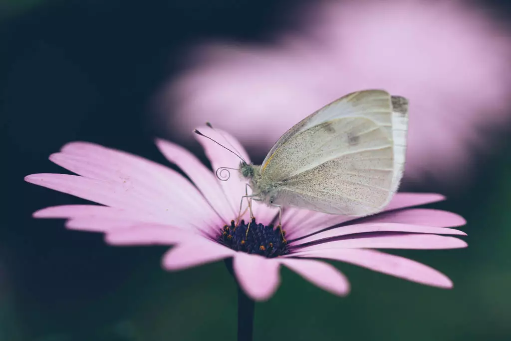 Do Dianthus Attract Butterflies? How To Attract Butterflies Into Your Garden