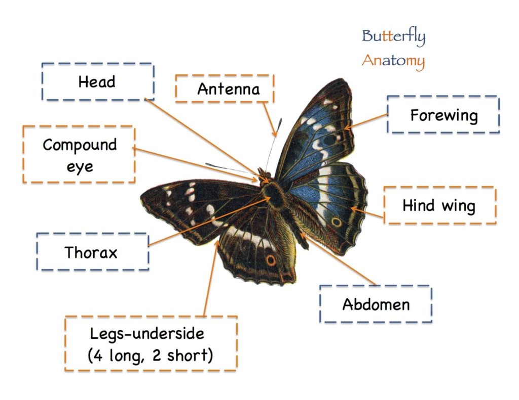 The Mysteries of Butterfly Antennae: What Do They Really Do?