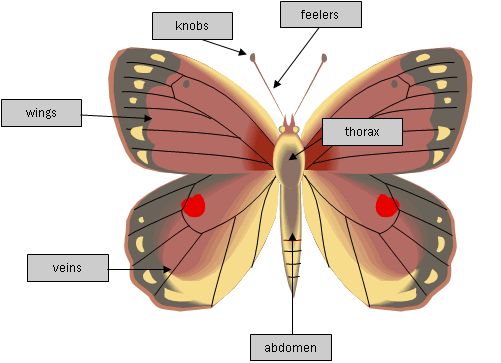 Can Butterflies Pee? Butterflies and Their Poop Explained