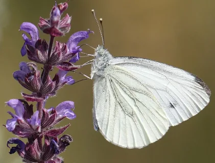 Does Salvia Truly Attract Butterflies in Your Garden?