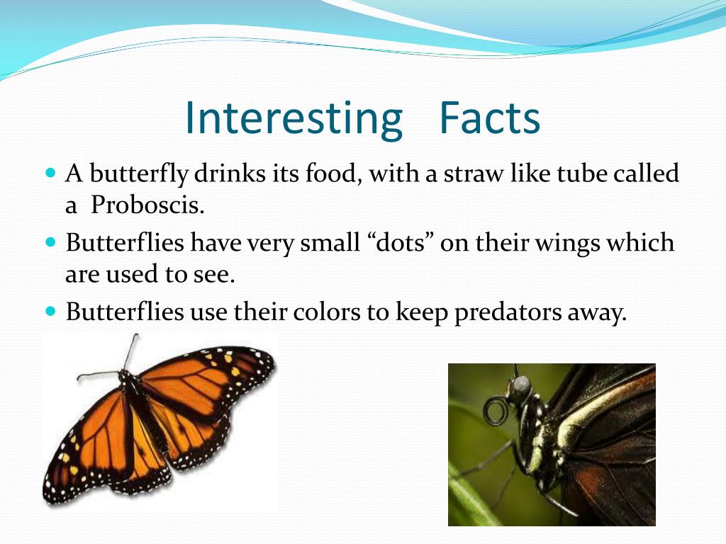 Do Butterflies Drink Blood? True Or False! 10 Surprising Butterfly Facts