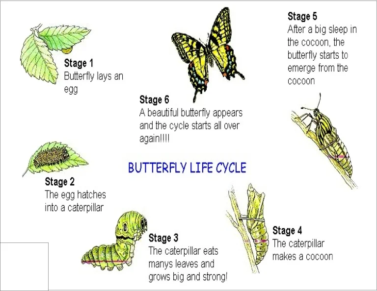 How do butterflies die naturally? 7 Reason of Why Butterflies are Dying and How We Can Save Them