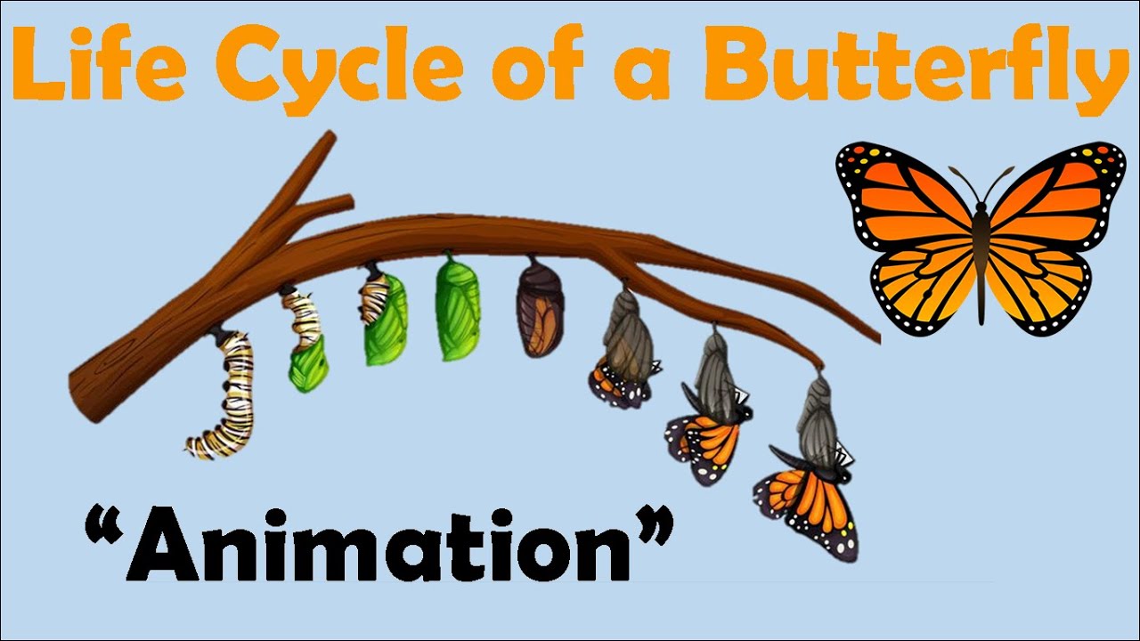 How do butterflies die naturally? 7 Reason of Why Butterflies are Dying