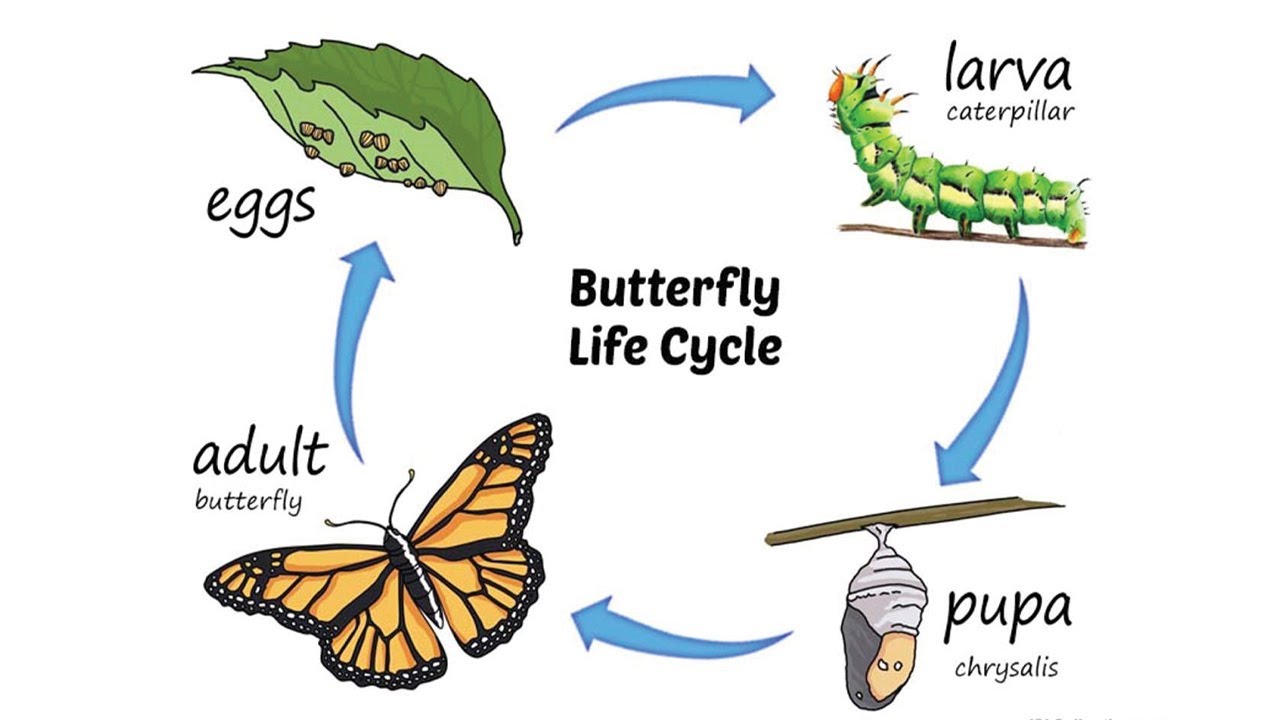 Butterfly Eggs: What They Look Like & How To See Them ...