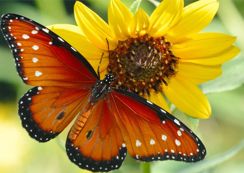 Hawaiian Butterflies: A Visual Symphony of Tropical Elegance and Natural Wonder