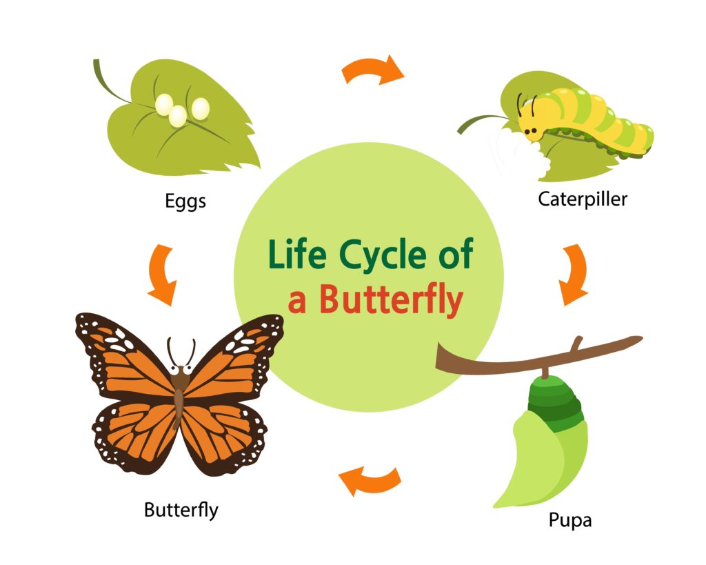 butterflys life