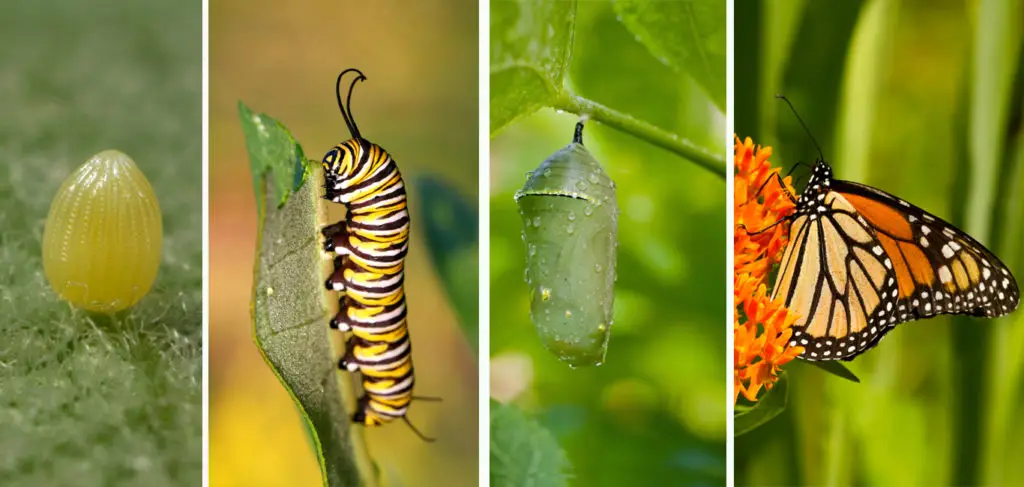 Butterfly Eggs: What They Look Like & How To See Them