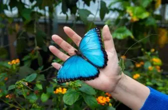 hawaiian butterflies