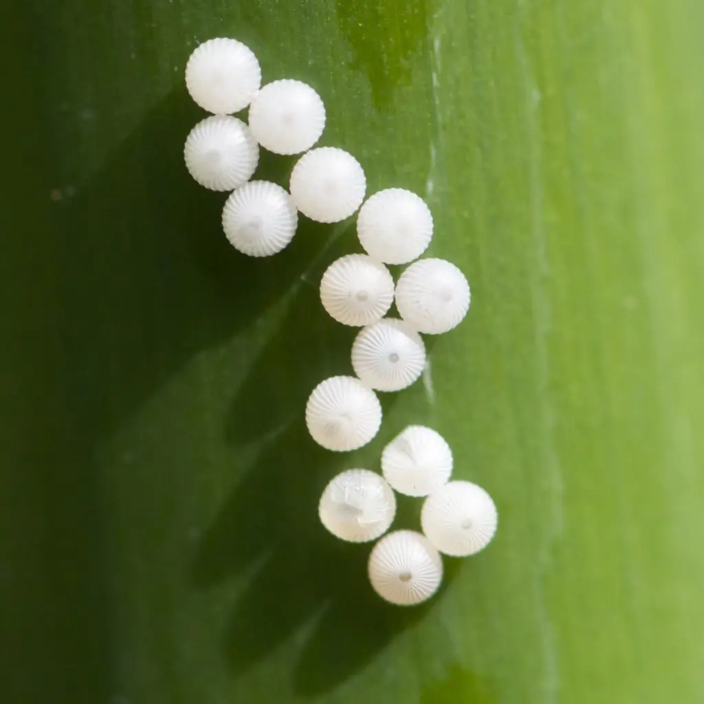 Butterfly Eggs: What They Look Like & How To See Them