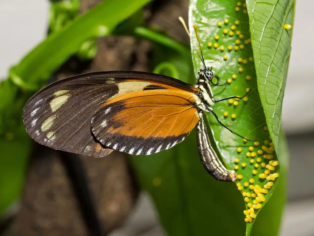 Butterfly Eggs: What They Look Like & How To See Them