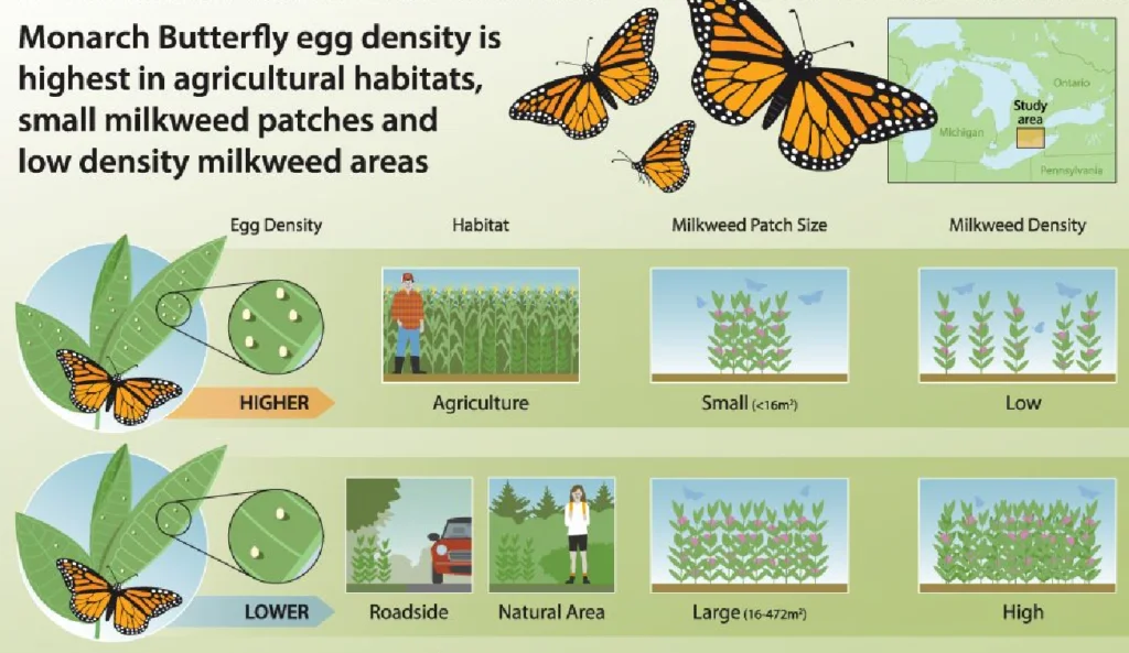 Butterfly Eggs: What They Look Like & How To See Them