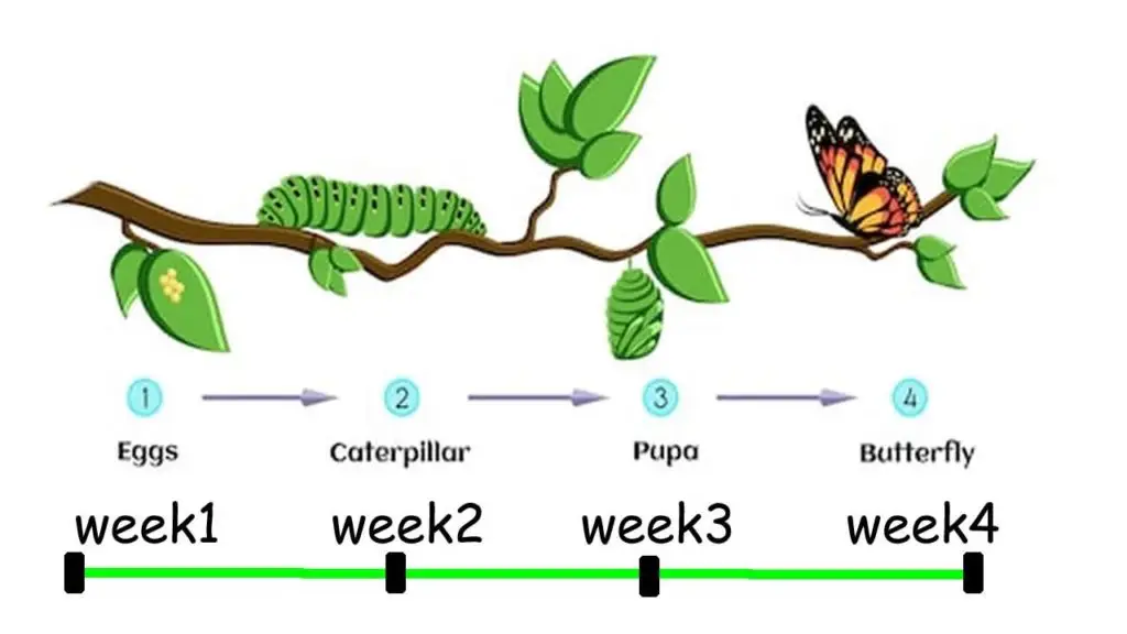 Butterfly Eggs: What They Look Like & How To See Them